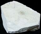 Rare Cyphaspis Christyi - Waldron Shale - Indiana #12255-2